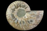 Agatized Ammonite Fossil (Half) - Madagascar #83812-1